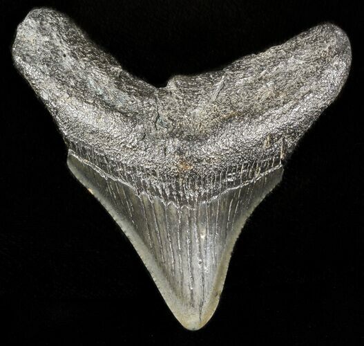 Juvenile Megalodon Tooth - South Carolina #45858